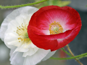 Картинка цветы маки