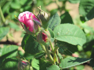 Картинка цветы розы