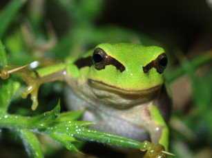 Картинка животные лягушки