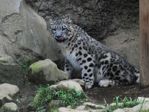 Картинка животные снежный барс ирбис