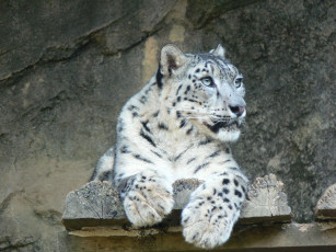 Картинка животные снежный барс ирбис