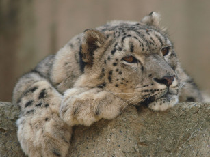 Картинка животные снежный барс ирбис