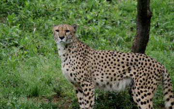Картинка животные гепарды