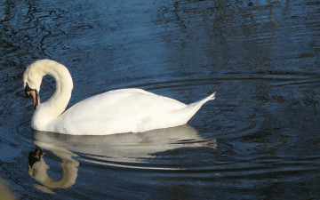 Картинка животные лебеди