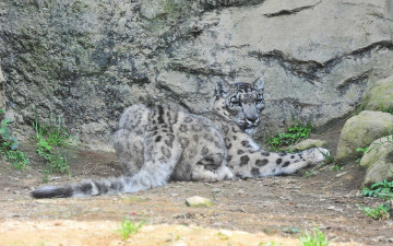 Картинка животные снежный барс ирбис