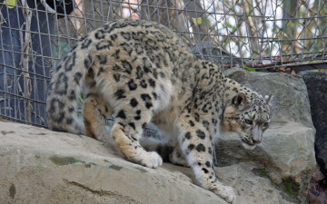 Картинка животные снежный барс ирбис