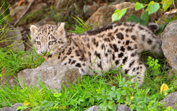 Картинка животные снежный барс ирбис