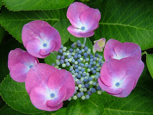 Обои картинки фото цветы, гортензия