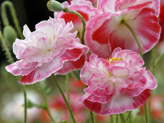 Обои картинки фото цветы, маки