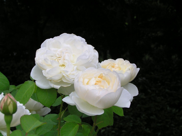 Обои картинки фото цветы, розы