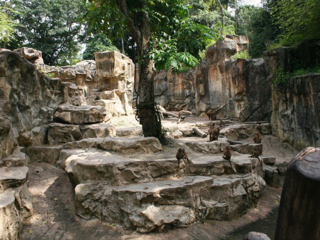 Обои картинки фото животные, обезьяны