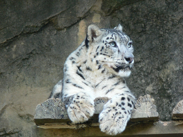 Обои картинки фото животные, снежный, барс, ирбис