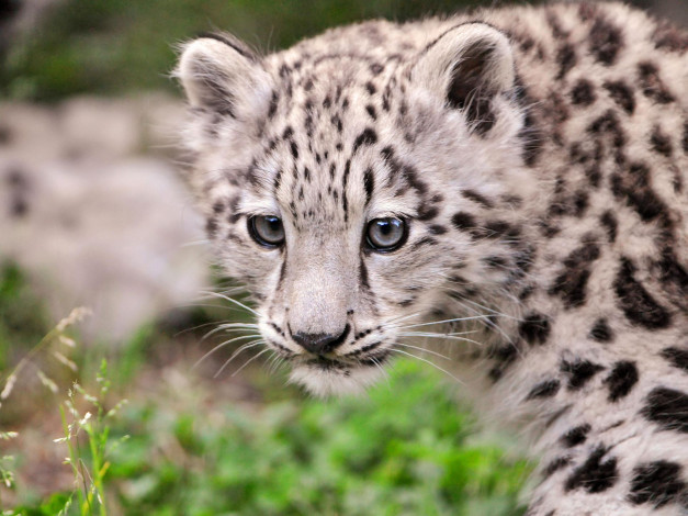 Обои картинки фото животные, снежный, барс, ирбис