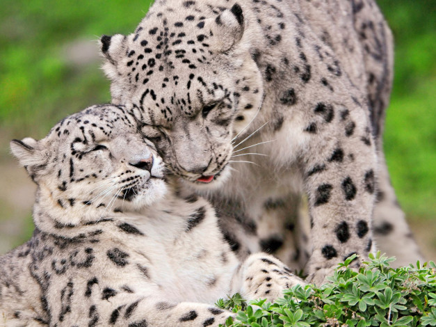 Обои картинки фото животные, снежный, барс, ирбис