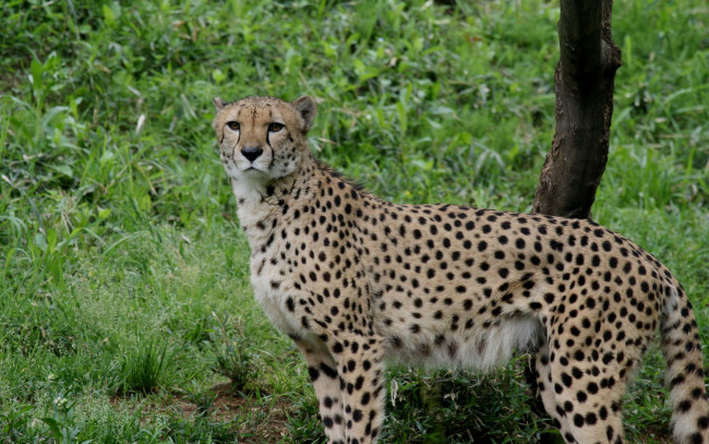 Обои картинки фото животные, гепарды