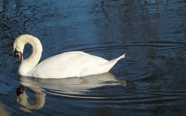 Обои картинки фото животные, лебеди