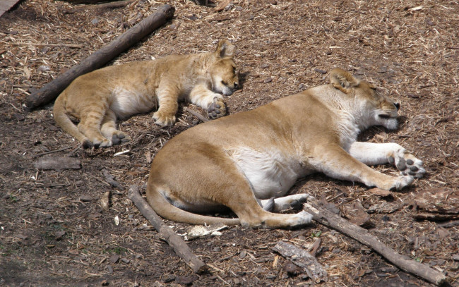Обои картинки фото животные, львы