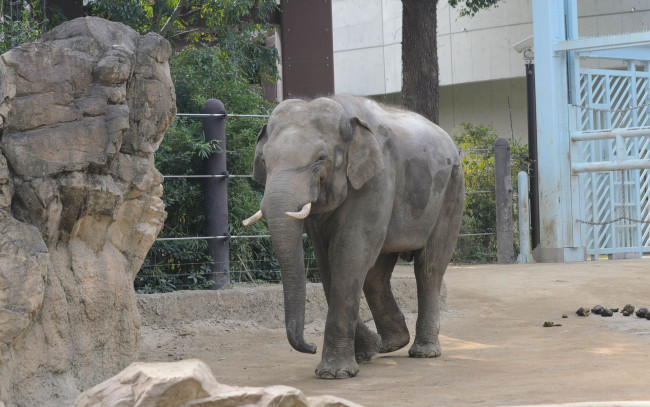 Обои картинки фото животные, слоны