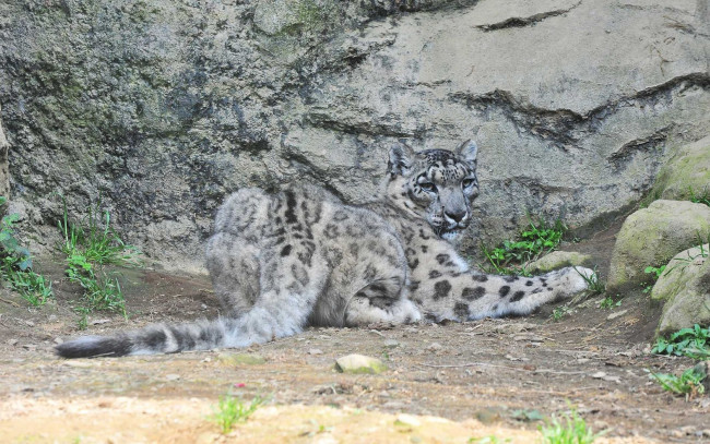 Обои картинки фото животные, снежный, барс, ирбис