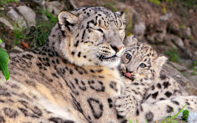 Обои картинки фото животные, снежный, барс, ирбис