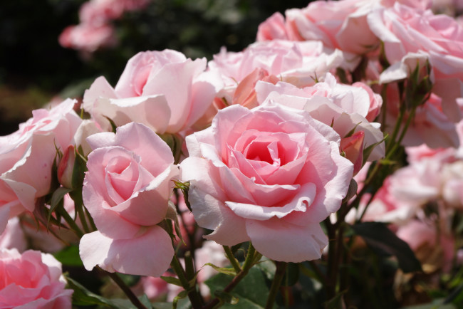 Обои картинки фото цветы, розы