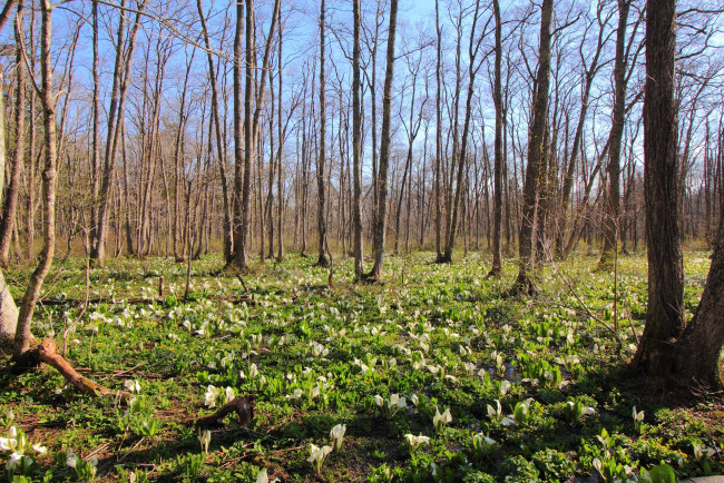 Обои картинки фото природа, лес