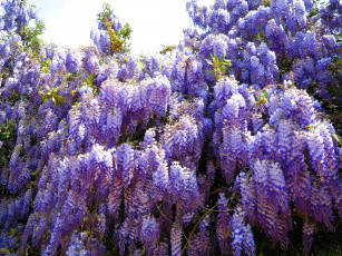 Картинка цветы глициния гроздья фиолетовый