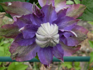 Картинка цветы клематис ломонос лепестки