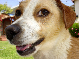 Картинка животные собаки dog