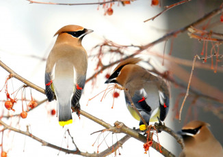 Картинка животные свиристели ветки пара ягоды хохолок