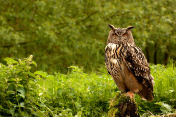 Картинка животные совы перья