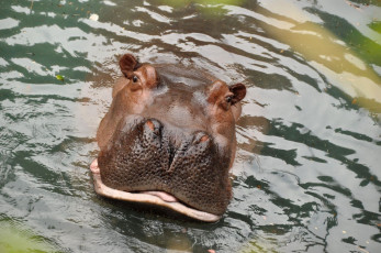 Картинка животные бегемоты гиппопотам