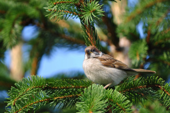 Картинка животные воробьи ель птица