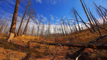 Картинка природа деревья стволы голые сушь трава