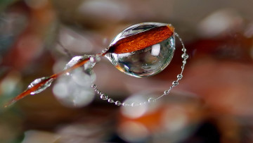 Картинка разное капли брызги всплески замерзшие ветка