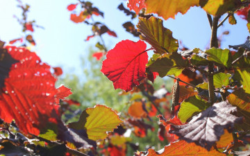 Картинка природа листья осень