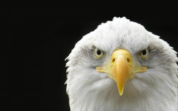 Картинка животные птицы хищники орёл