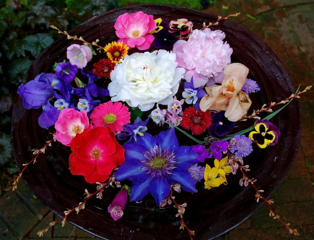 Обои картинки фото цветы, разные, вместе, виола, скабиоза, цинния, щировник, пионы, клематис, аквилегия