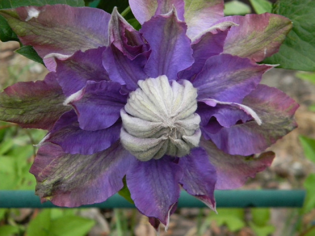 Обои картинки фото цветы, клематис, ломонос, лепестки