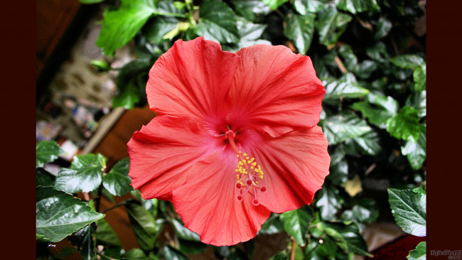 Обои картинки фото цветы, гибискусы, красный, листья