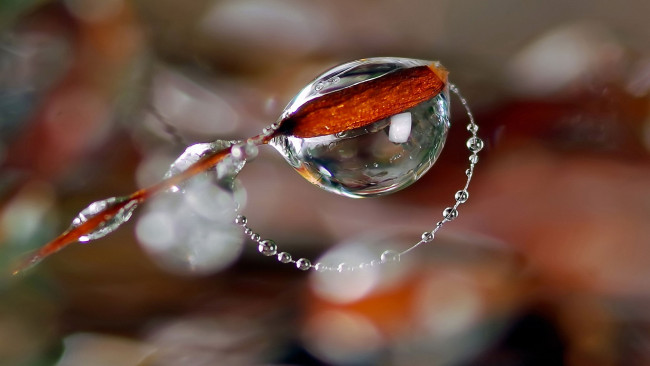 Обои картинки фото разное, капли, брызги, всплески, замерзшие, ветка