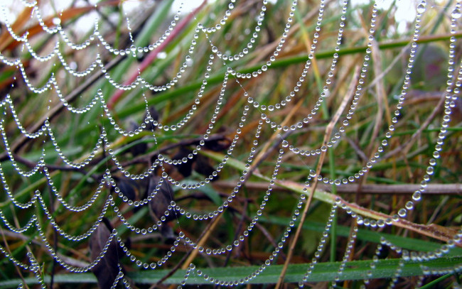 Обои картинки фото природа, макро, паутина, капли