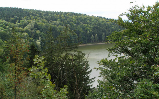 Обои картинки фото природа, реки, озера, деревья, лес, река