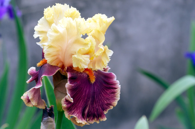 Обои картинки фото цветы, ирисы, лепестки