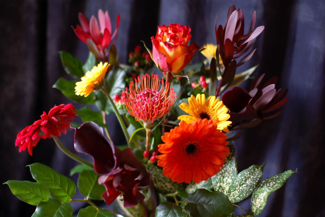 Обои картинки фото цветы, букеты, композиции, каллы, розы, протея, герберы
