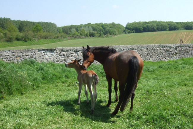 Обои картинки фото животные, лошади, жеребенок