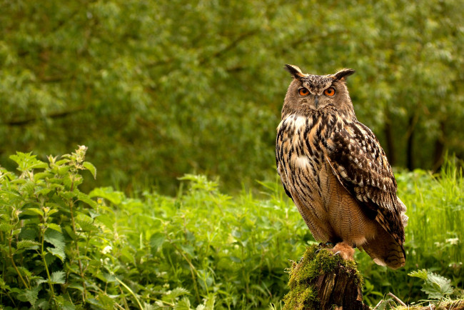 Обои картинки фото животные, совы, перья