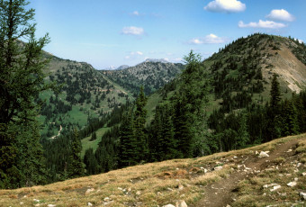 Картинка заповедник wilderness pasayten сша природа горы лес ели