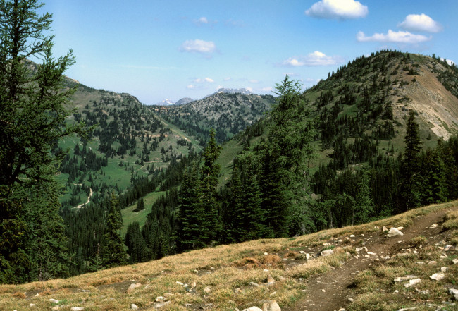 Обои картинки фото заповедник, wilderness, pasayten, сша, природа, горы, лес, ели