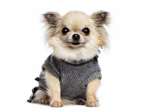 Картинка животные собаки Чихуахуа щенок жилетка собака